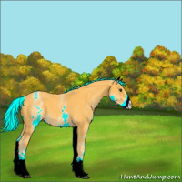 Horse Color:White Spotted Palomino 