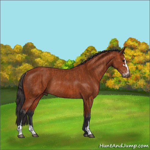 Horse Color:Bay Sabino Rabicano  and Bay Sabino Rabicano 