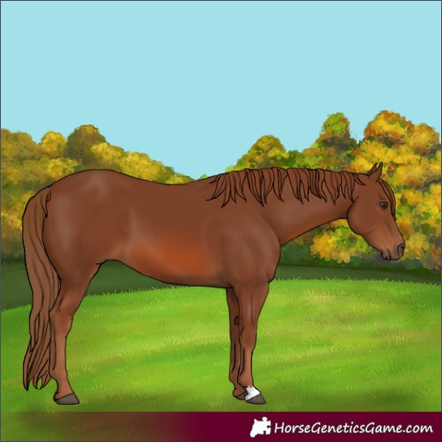 Horse Color:Chestnut 