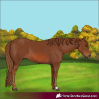 Horse Color:Chestnut 