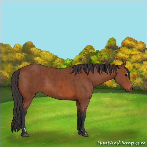 Horse Color:Brown Sabino Rabicano  and Bay Sabino Rabicano 
