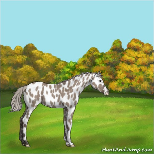 Horse Color:Silver Grullo Appaloosa 