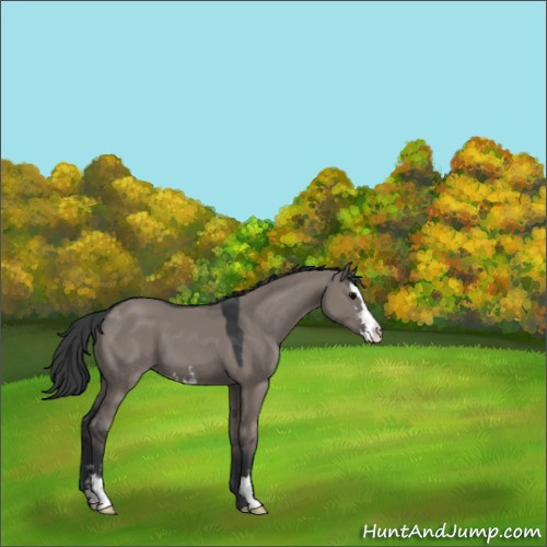Horse Color:Grullo Sabino