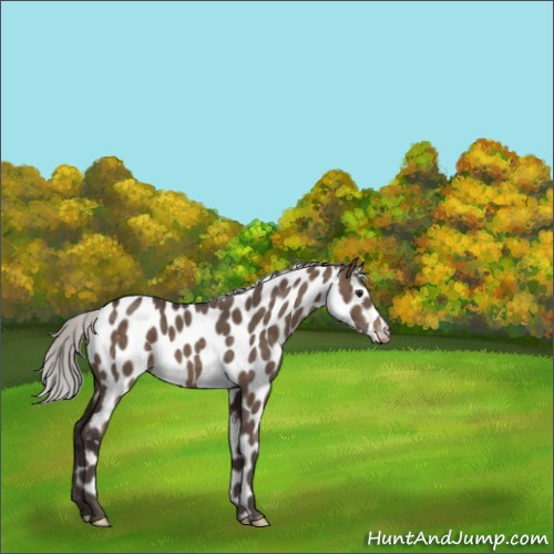 Horse Color:Silver Brown Dun Appaloosa