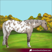 Horse Color:Silver Grullo Near Leopard