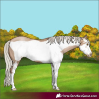 Horse Color:Silver Grullo Pearl Sabino Frame