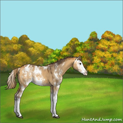 Horse Color:Buckskin Dun Sabino Appaloosa 