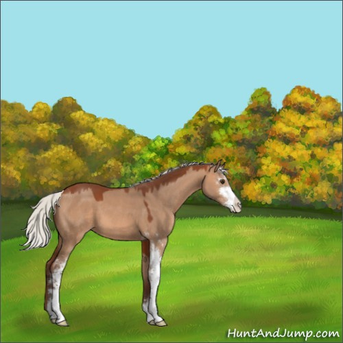 Horse Color:Silver Brown Dun Sabino 