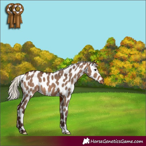 Horse Color:Silver Brown Dun Appaloosa 