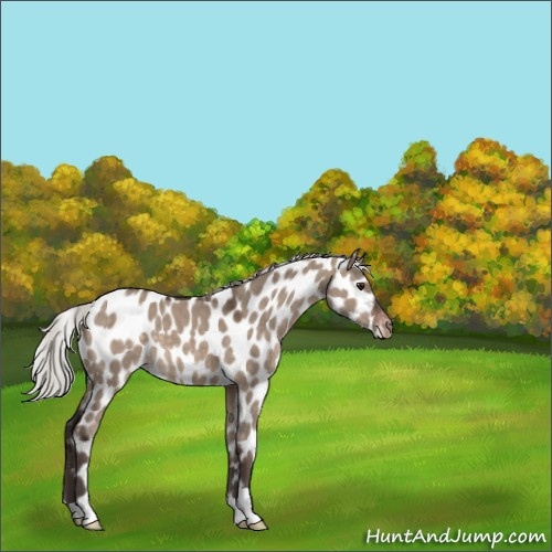 Horse Color:Silver Brown Dun Appaloosa 