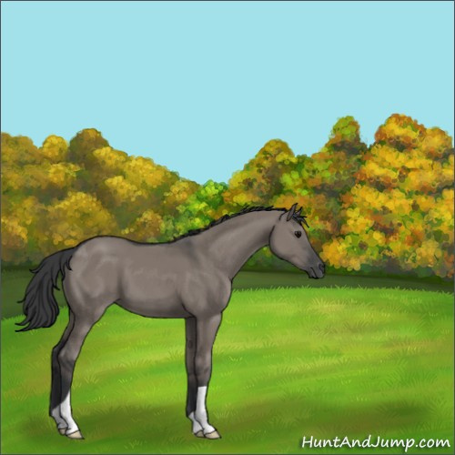 Horse Color:Grullo 