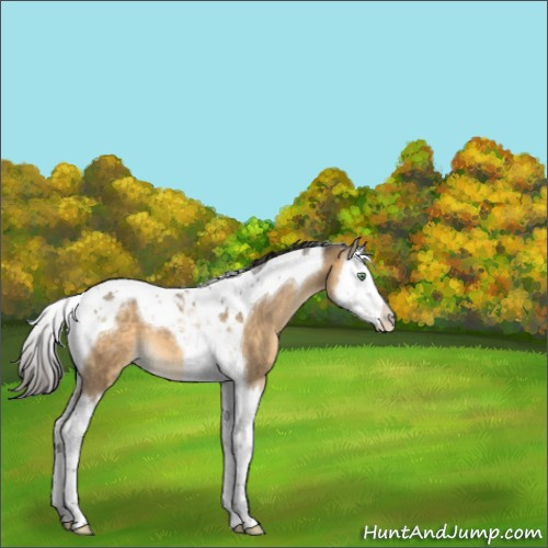 Horse Color:Buckskin Dun Splash Tobiano 