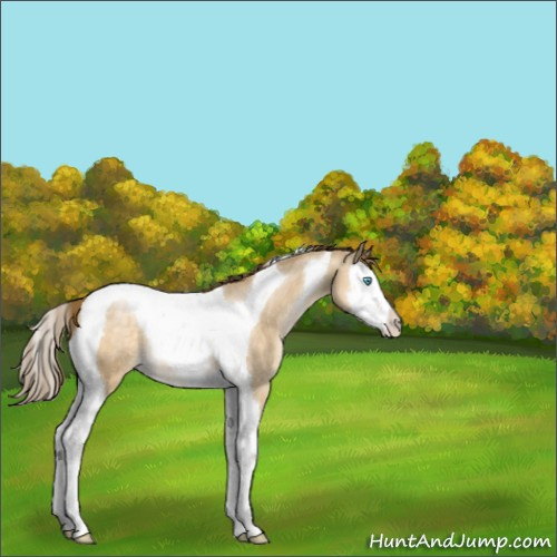 Horse Color:Buckskin Pearl Dun Splash Tobiano 