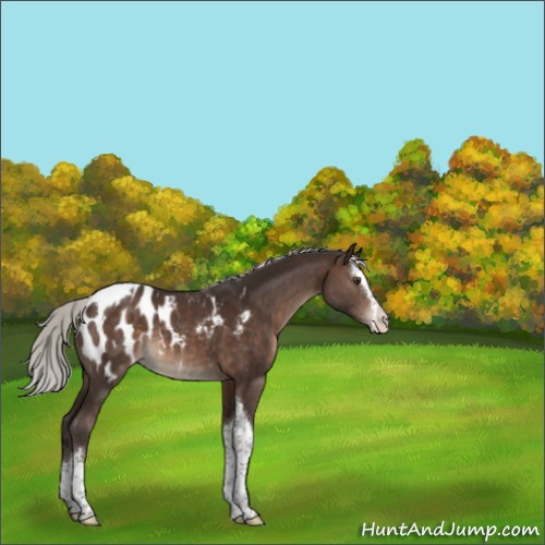 Horse Color:Silver Brown Splash Tobiano Appaloosa 