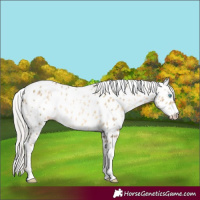 Horse Color:Silver Buckskin Pearl Sabino Tobiano Appaloosa 