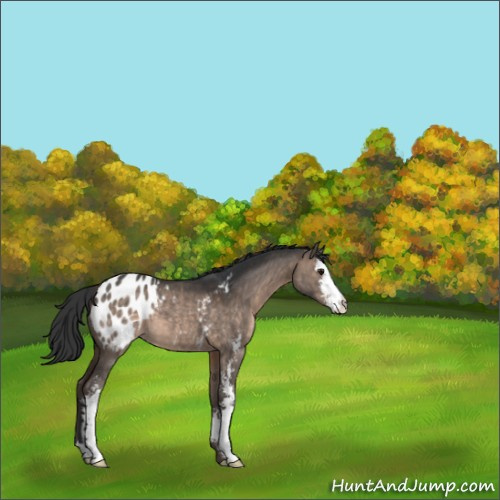Horse Color:Brown Dun Sabino Blanket