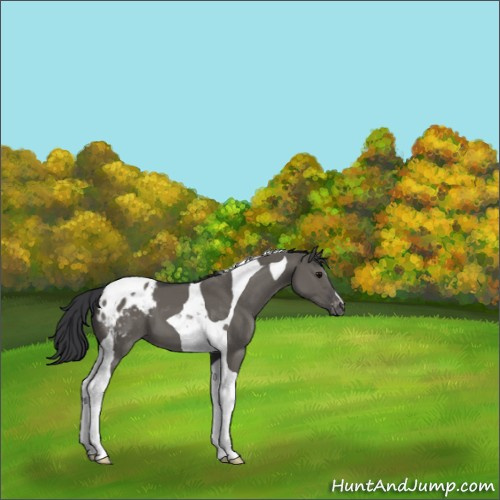 Horse Color:Grullo Tobiano Appaloosa 