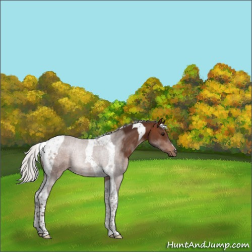 Horse Color:Silver Brown Tobiano Rabicano 