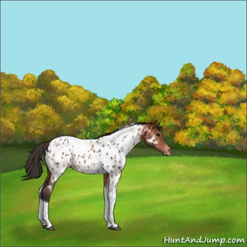 Horse Color:Bay Tobiano Appaloosa Rabicano 