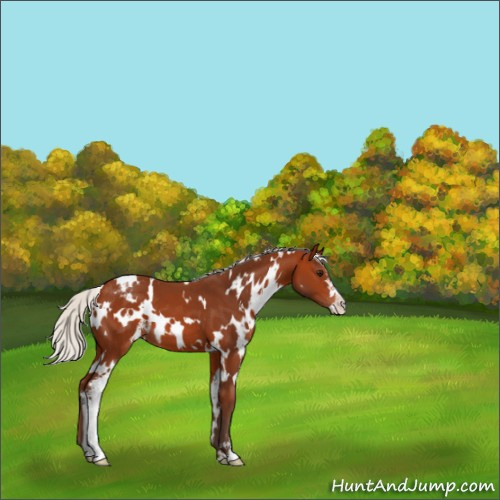 Horse Color:White Spotted Silver Bay Sabino Varnish 