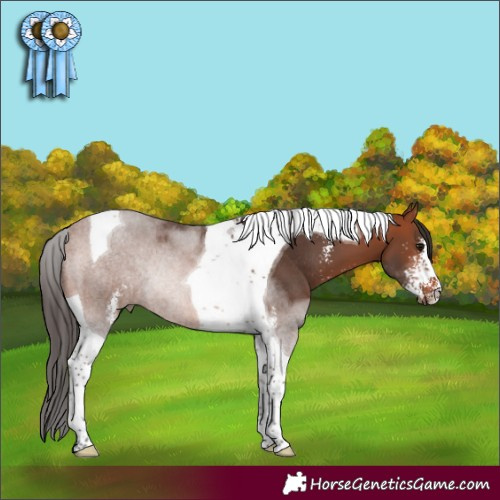 Horse Color:Bay Sabino Tobiano Rabicano 