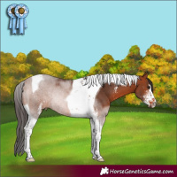 Horse Color:Bay Sabino Tobiano Rabicano