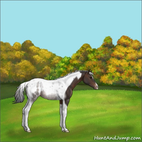 Horse Color:Brown Tobiano Appaloosa 