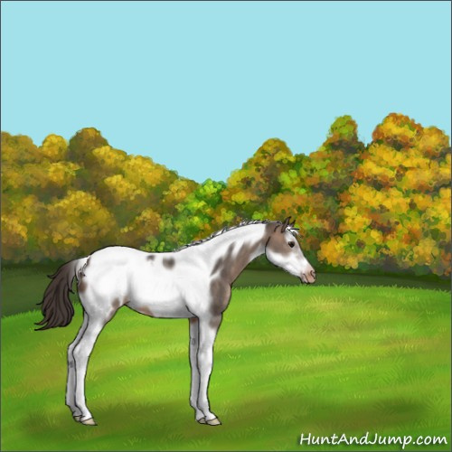 Horse Color:Brown Dun Tobiano Frame Appaloosa 