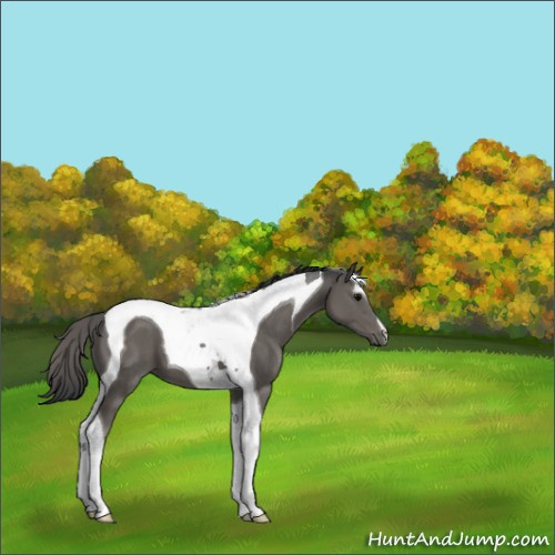 Horse Color:Black Tobiano