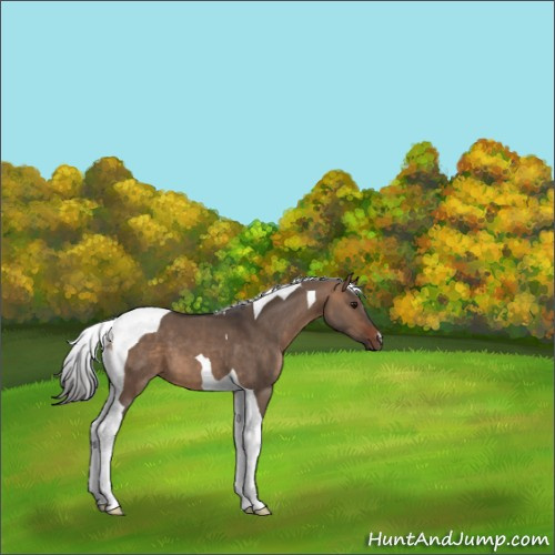 Horse Color:Bay Dun Tobiano 