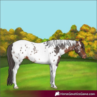 Horse Color:White Spotted Bay Tobiano Appaloosa 