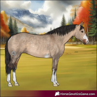 Horse Color:Bay Dun Rabicano 