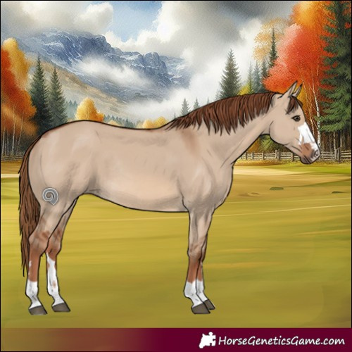 Horse Color:Red Dun Rabicano 