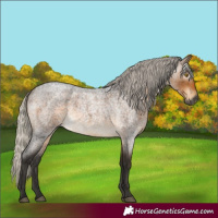 Horse Color:Gray Silver Buckskin Roan