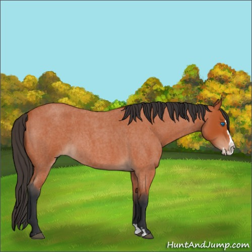 Horse Color:Bay Roan Splash
