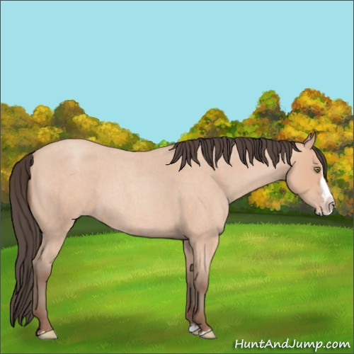 Horse Color:Amber Champagne Roan Splash