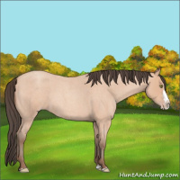 Horse Color:Amber Champagne Roan Splash 