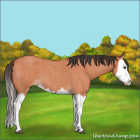 Horse Color:Bay Roan Splash 