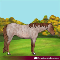 Horse Color:Red Roan 