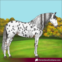 Horse Color:Gray Liver Chestnut Appaloosa