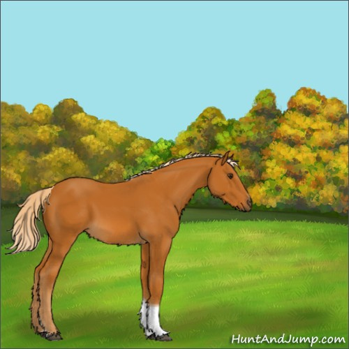 Horse Color:Unknown 