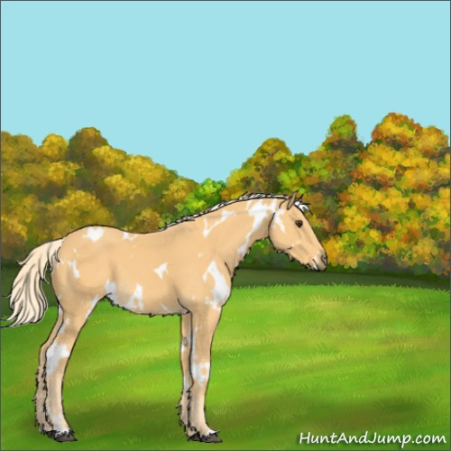 Horse Color:White Spotted Palomino 