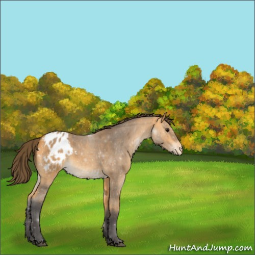 Horse Color:Buckskin Roan Varnish