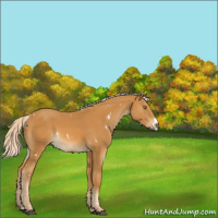 Horse Color:White Spotted Palomino