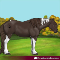 Horse Color:Liver Chestnut Tobiano 