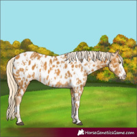 Horse Color:Palomino Near Leopard and Palomino Splash Near Leopard