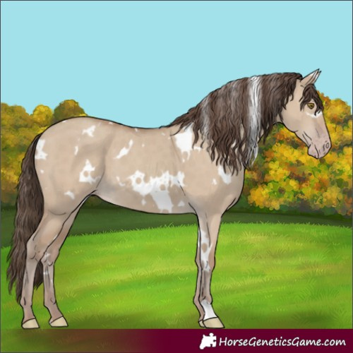 Horse Color:White Spotted Classic Champagne Dun 