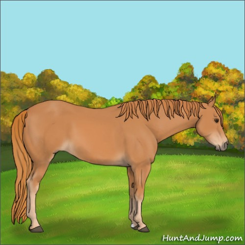 Horse Color:Chestnut 