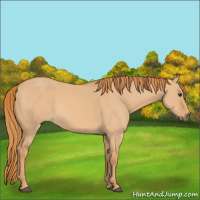 Horse Color:Red Dun 