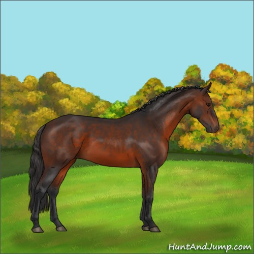 Horse Color:Brown 